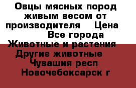 Овцы мясных пород живым весом от производителя. › Цена ­ 110 - Все города Животные и растения » Другие животные   . Чувашия респ.,Новочебоксарск г.